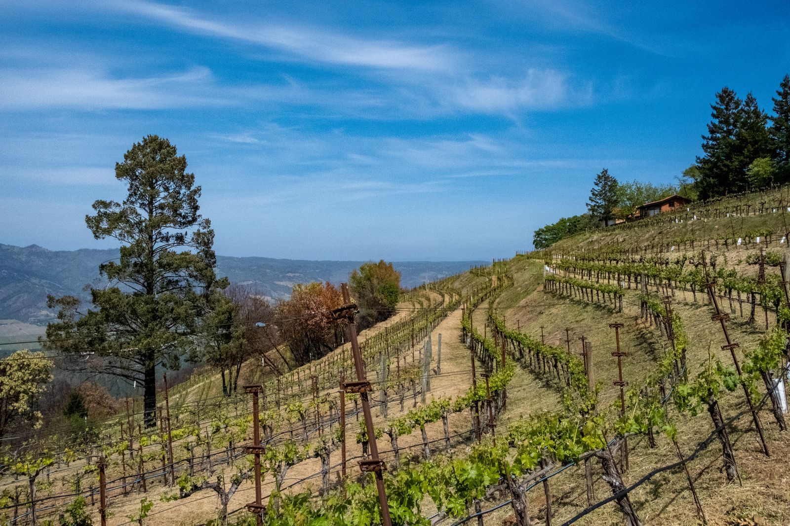 Terraced vineyard rows climbing a hillside under a blue sky in Napa Valley, the destination of a Napa Valley river cruise