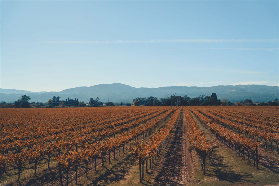 Autumn vineyard rows