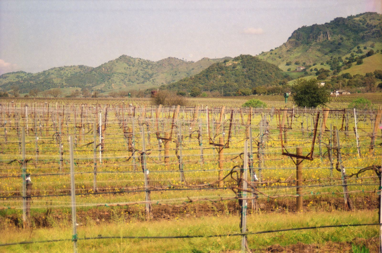 Rows of winter grapevines below green hills in Northern California wine country